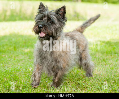 Atemberaubend schöne reinrassige AKC Westminster Blutlinie Cairn Terrier hunde Welpen aus nächster Nähe scharf stellen Portrait headshot sonnigen Sommertag im Freien Stockfoto