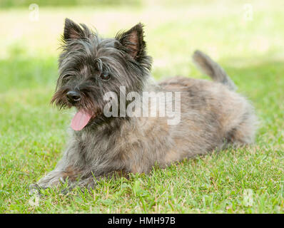 Atemberaubend schöne reinrassige AKC Westminster Blutlinie Cairn Terrier hunde Welpen aus nächster Nähe scharf stellen Portrait headshot sonnigen Sommertag im Freien Stockfoto
