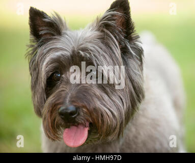 Atemberaubend schöne reinrassige AKC Westminster Blutlinie Cairn Terrier hunde Welpen aus nächster Nähe scharf stellen Portrait headshot sonnigen Sommertag im Freien Stockfoto
