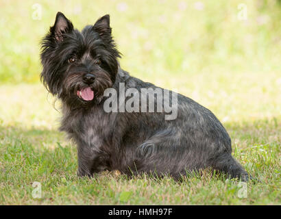 Atemberaubend schöne reinrassige AKC Westminster Blutlinie Cairn Terrier hunde Welpen aus nächster Nähe scharf stellen Portrait headshot sonnigen Sommertag im Freien Stockfoto