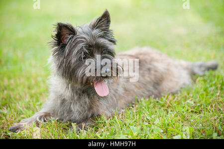 Atemberaubend schöne reinrassige AKC Westminster Blutlinie Cairn Terrier hunde Welpen aus nächster Nähe scharf stellen Portrait headshot sonnigen Sommertag im Freien Stockfoto