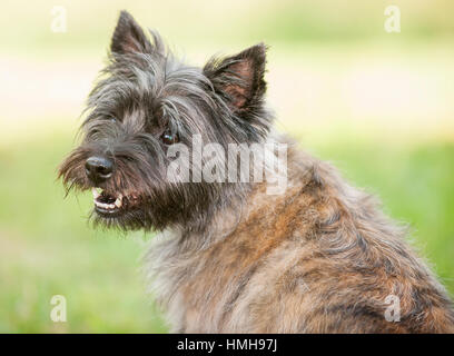 Atemberaubend schöne reinrassige AKC Westminster Blutlinie Cairn Terrier hunde Welpen aus nächster Nähe scharf stellen Portrait headshot sonnigen Sommertag im Freien Stockfoto