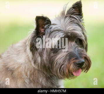 Atemberaubend schöne reinrassige AKC Westminster Blutlinie Cairn Terrier hunde Welpen aus nächster Nähe scharf stellen Portrait headshot sonnigen Sommertag im Freien Stockfoto