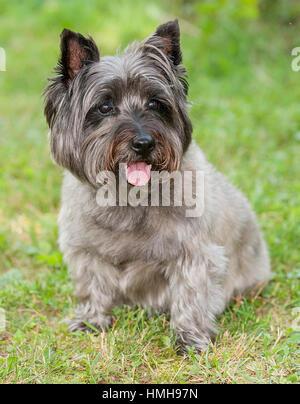 Atemberaubend schöne reinrassige AKC Westminster Blutlinie Cairn Terrier hunde Welpen aus nächster Nähe scharf stellen Portrait headshot sonnigen Sommertag im Freien Stockfoto