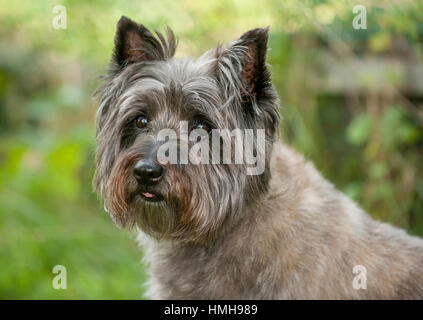 Atemberaubend schöne reinrassige AKC Westminster Blutlinie Cairn Terrier hunde Welpen aus nächster Nähe scharf stellen Portrait headshot sonnigen Sommertag im Freien Stockfoto