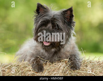 Atemberaubend schöne reinrassige AKC Westminster Blutlinie Cairn Terrier hunde Welpen aus nächster Nähe scharf stellen Portrait headshot sonnigen Sommertag im Freien Stockfoto