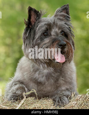 Atemberaubend schöne reinrassige AKC Westminster Blutlinie Cairn Terrier hunde Welpen aus nächster Nähe scharf stellen Portrait headshot sonnigen Sommertag im Freien Stockfoto