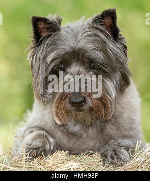 Atemberaubend schöne reinrassige AKC Westminster Blutlinie Cairn Terrier hunde Welpen aus nächster Nähe scharf stellen Portrait headshot sonnigen Sommertag im Freien Stockfoto