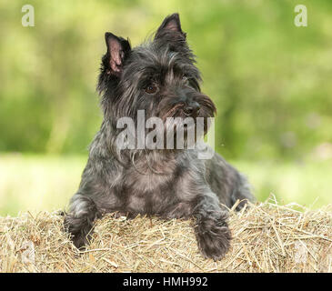 Atemberaubend schöne reinrassige AKC Westminster Blutlinie Cairn Terrier hunde Welpen aus nächster Nähe scharf stellen Portrait headshot sonnigen Sommertag im Freien Stockfoto