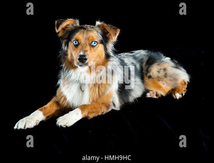 Wunderschöne blauäugige Australian Shepherd Shepard dreifarbige Aussie Merle liegend weiße Füße Schlappohren auf schwarzem Hintergrund Stockfoto