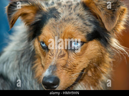 Wunderschöne blaue Augen Australian Shepherd Shepard dreifarbige Aussie Merle mit nassem Gesicht Nahaufnahme Schlappohren suchen Sie auf der einen Seite Stockfoto