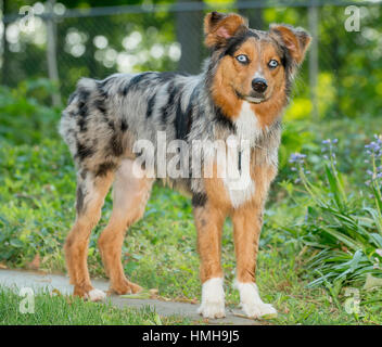 Wunderschöne blauäugige Tricolor-Merle Australian Shepherd Shepard Aussie Hund mit weißen Füßen außerhalb mit viel Grün Stockfoto