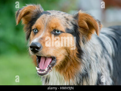 Wunderschöne blauer Augen Australian Shepherd Shepard Aussie Hund schließen sich mit Mund Gähnen offen sprechen Stockfoto