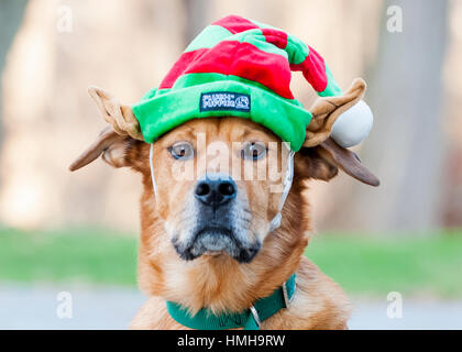 Adorable braun Lab mix Tierheim Rescue Dog tragen grün und rot gestreiften elf hat Weihnachten Grußkarte lustige außerhalb Stockfoto