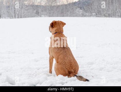 Hübscher Mischling rot braunen Hund sitzen und aufmerksam Blick auf verschneite Szene Stockfoto