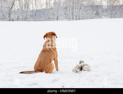 Hübscher Mischling rot braunen Hund von hinten sitzen mit ausgestopften Tieren Blick auf verschneite Landschaft Stockfoto