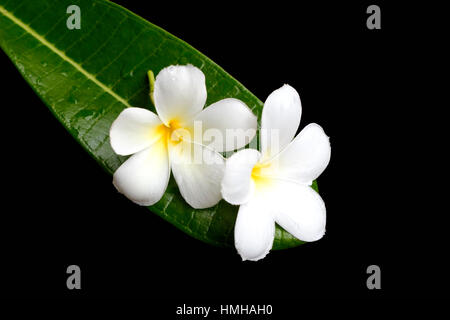 Frangipani Blume auf grünes Blatt isoliert. Stockfoto