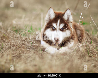 Schmutzige Siberian Husky Welpen hautnah Stockfoto