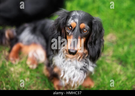 Miniature Dachshund Rasen Hund Lächeln Stockfoto