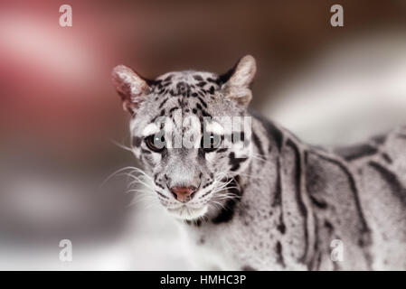 Leopardkatze auf eine Dunkelheit Stockfoto