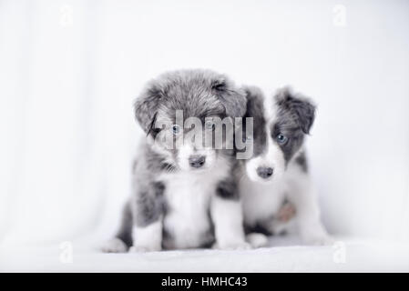 Blue Merle Border Collie Welpen Stockfoto