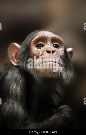 Nahaufnahme eines Schimpansen in die Kamera schaut Stockfoto