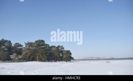 Kiefer Wald viel Schnee auf dem Hintergrund des blauen Himmels, Natur-Landschaft-Weihnachtsbaum Stockfoto