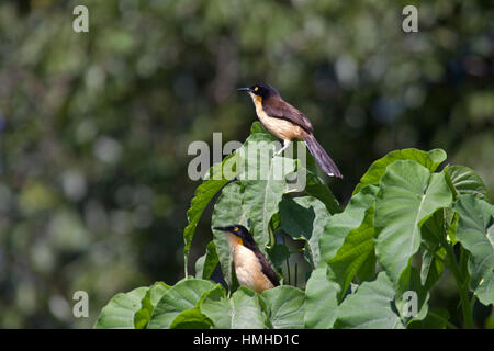 Angeschnittene Ärmel Donacobius thront in Sumpfvegetation in Brasilien schwarz Stockfoto