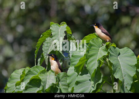 Angeschnittene Ärmel Donacobius thront in Sumpfvegetation in Brasilien schwarz Stockfoto