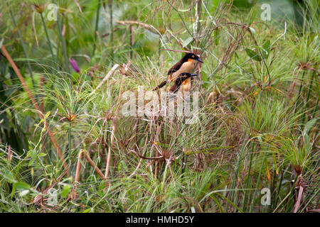 Schwarz begrenzt Donacobius ein paar thront Amongs Papyrus Giganteus im Moorland in Brasilien Stockfoto