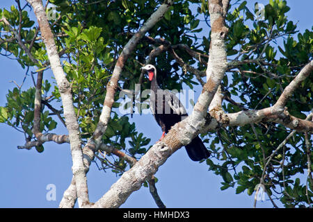 Roten throated Rohrleitungen Guan thront im Baum am Ufer im Amazonasbecken Brasiliens Stockfoto