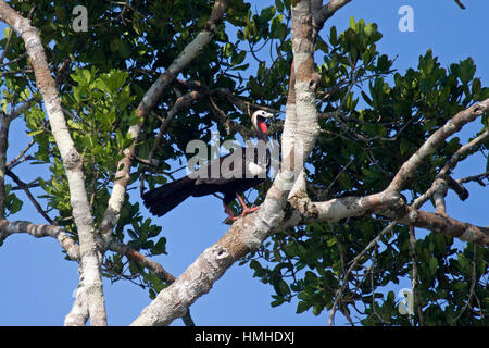 Roten throated Rohrleitungen Guan thront im Baum am Ufer im Amazonasbecken Brasiliens Stockfoto