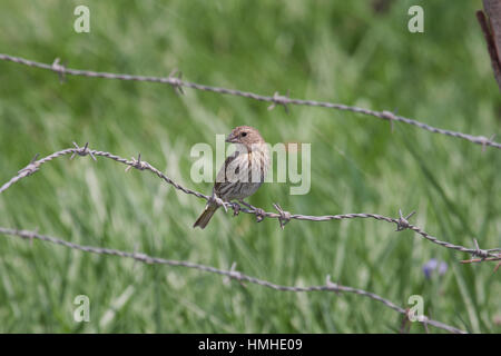 Safran Finch weiblich gehockt Stacheldrahtzaun in Brasilien Stockfoto