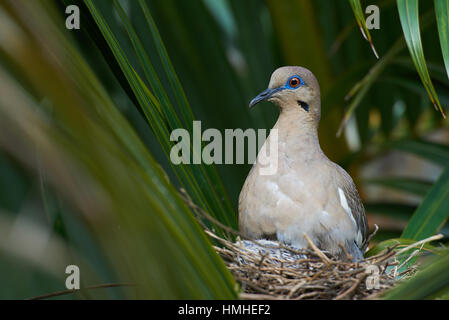 Taube Vogel Heizung ihre Babys auf ein Nest auf einem Palm-Baum Stockfoto