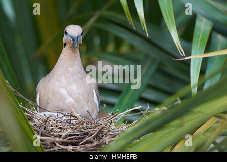 Taube Vogel sitzt auf Nest auf einer Palme Stockfoto