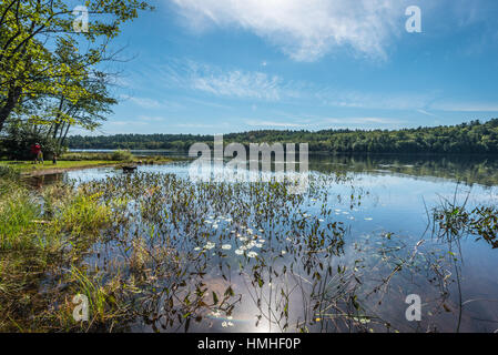 Sommer Zeit heißen Tag auf einer Hütte Hinterhof am See.   Mann mit 2 Kindern im Außenbereich im Hinterhof.  Familienhund watet ins Wasser. Stockfoto