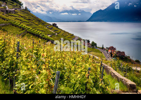 Weinreben auf einem terrassierten Weinberg mit Blick auf den Genfer See, Lavaux Weinberg, Kanton Waadt, Schweiz Stockfoto