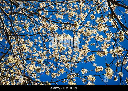 Blühende Zweige gegen blauen Himmel Stockfoto