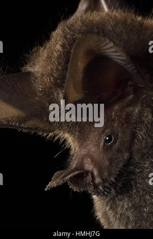 Frosch-essen Bat (Trachops Cirrhosus), La Selva Biological Station, Costa Rica. Stockfoto