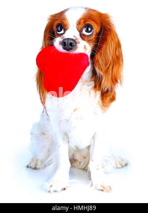 Hund mit Herz-Illustration. Zeichen Symbol der Liebe. Plüsch Herz Gewebekissen mit cavalier King Charles Spaniel Hund Valentinstag Muttertag Stockfoto