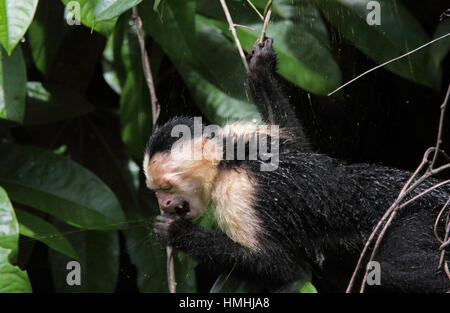 White-faced Capuchin Affen (Cebus Capucinus) Essen eine Golden Orb Spider (Nephila Clavipes) aus seiner Web, Nationalpark Tortuguero, Costa Rica. Stockfoto