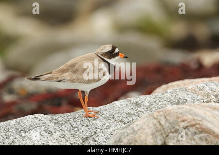 Eine atemberaubende Flussregenpfeifer-Regenpfeifer (Charadrius Hiaticula) an der Küste in North Uist, Schottland, thront auf einem Felsen. Stockfoto