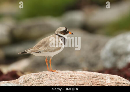 Eine atemberaubende Flussregenpfeifer-Regenpfeifer (Charadrius Hiaticula) an der Küste in North Uist, Schottland, thront auf einem Felsen. Stockfoto