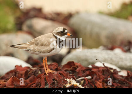 Eine atemberaubende Flussregenpfeifer-Regenpfeifer (Charadrius Hiaticula) an der Küste in North Uist, Schottland stehen auf Algen. Stockfoto