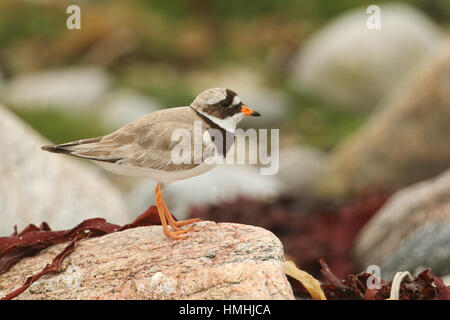 Eine atemberaubende Flussregenpfeifer-Regenpfeifer (Charadrius Hiaticula) an der Küste in North Uist, Schottland, thront auf einem Felsen. Stockfoto