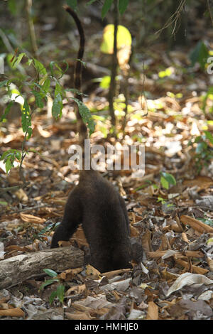 White-gerochene Nasenbär (Nasua Narica) auf der Suche nach Nahrung im Regenwald. Corcovado Nationalpark, Osa Halbinsel, Costa Rica. Stockfoto