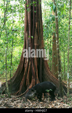 Baird Tapir (Tapirus Bairdii) ernähren sich von Fallobst auf Basis der Feigenbaum. Corcovado Nationalpark, Osa Halbinsel, Costa Rica. Stockfoto