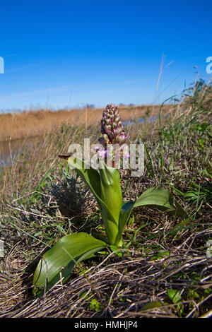 Giant Orchid Barlia Robertiana wachsen neben Wanderweg Camargue Nature Reserve Frankreich Stockfoto