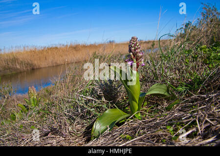 Giant Orchid Barlia Robertiana wachsen neben Wanderweg Camargue Nature Reserve Frankreich Stockfoto