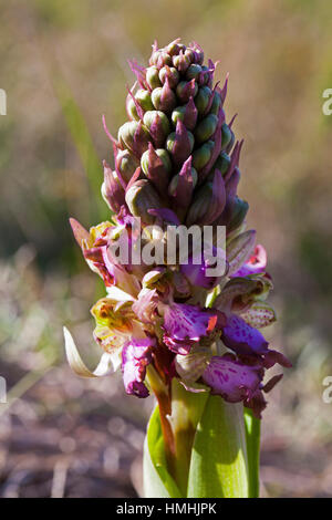 Giant Orchid Barlia Robertiana Blume Nahaufnahme wachsen neben Wanderweg Camargue Nature Reserve Frankreich Stockfoto